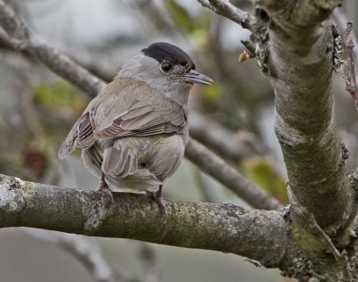 Blackcap (Sylvia atricapilla)