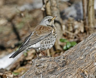 Fieldfare (Turdus pilaris)