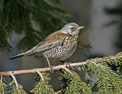 Fieldfare (Turdus pilaris)