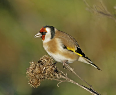 Goldfinch (Carduelis carduelis)
