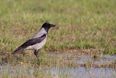 Hooded crow / Siva vrana    ( Corvus cornix)
