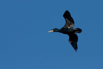 Great Cormorant / Veliki Kormoran  ( Phalacrocorax carbo)