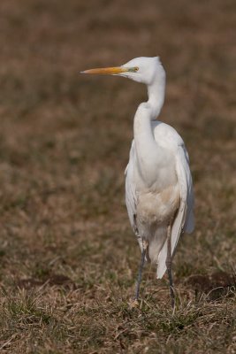 Great egret  / Bela caplja  ( ardea alba)