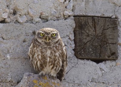 Little owl - Steenuiltje