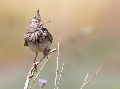 Crested lark - Kuifleeuwerik