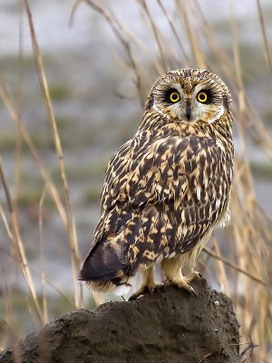 Short-eared owl