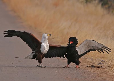 African fish-eagle and bateleur