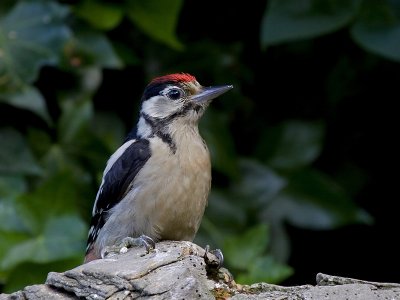 Great spotted woodpecker (juvenile)