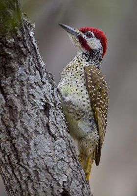 Bennet's woodpecker