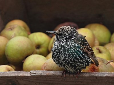 Starling