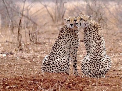 Cheetah brothers