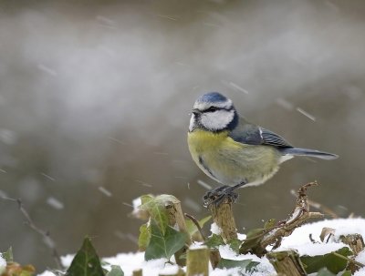 Blue tit in the snow