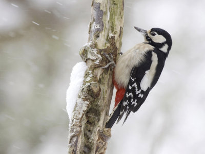 great spotted woodpecker