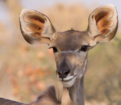 Kudu (female)