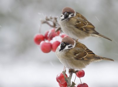 tree sparrows