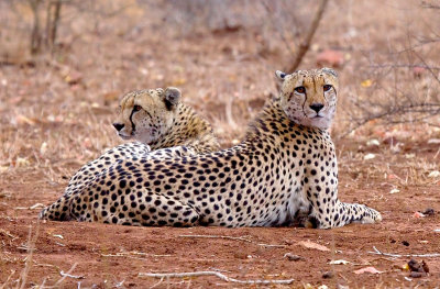 Cheetah brothers II