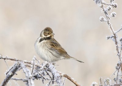 Reed bunting(M)