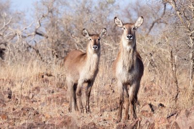 Waterbucks