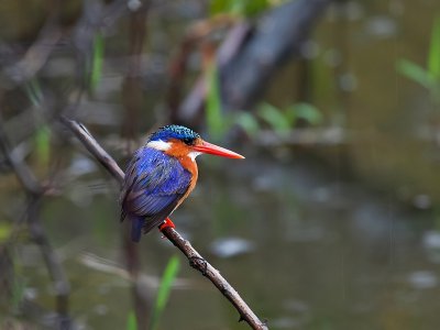 Malachite kingfisher