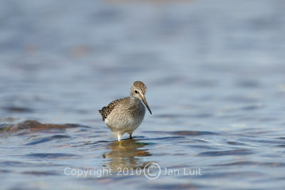 Lesser Yellowlegs
