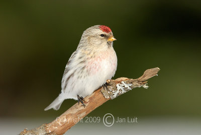 Hoary Redpoll