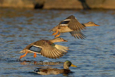 Mallard