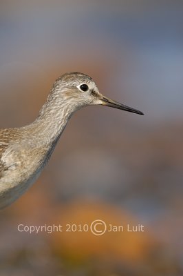 Lesser Yellowlegs