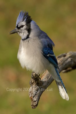 Blue Jay - Cyanocitta cristata - Blauwe Gaai 