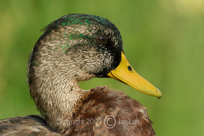 Mallard