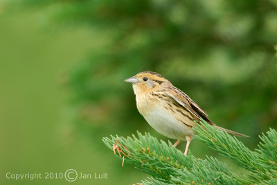 Le Conte's Sparrow