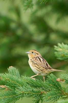 Le Conte's Sparrow