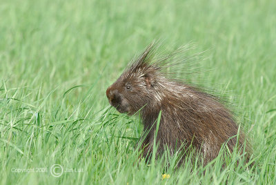 Porcupine