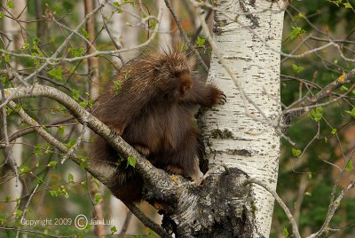 Porcupine