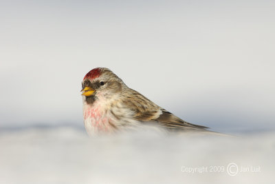 Common Redpoll