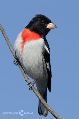 Rose-breasted Grosbeak