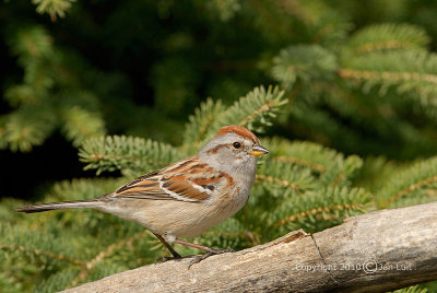 American Tree Sparrow