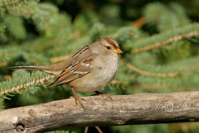 White-crowned Sparrow