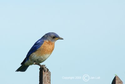 Eastern Bluebird