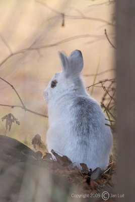 Snowshoe Hare