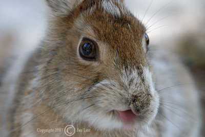 Snowshoe Hare