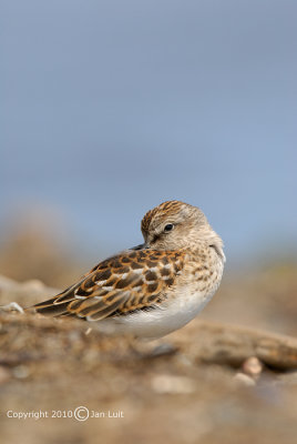 Least Sandpiper