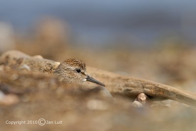 Least Sandpiper