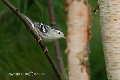 Black-and-White Warbler