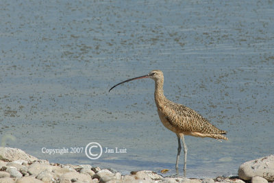 Long-billed Curlew