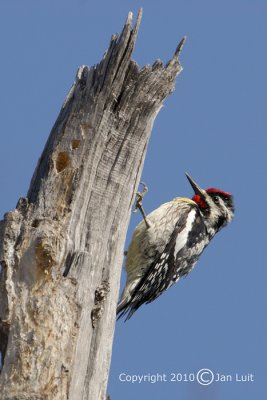 Yellow-bellied Sapsucker