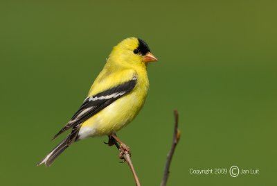 American Goldfinch - Carduelis tristis - Treursijs