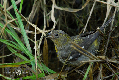 White-winged Crossbill