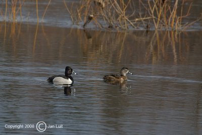 Ring-necked Duck