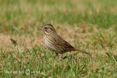 Lincolns Sparrow