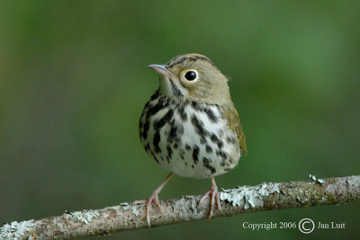 Ovenbird